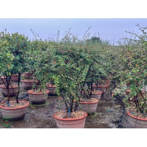 Skalník Frachetov (Cotoneaster Franchettii) - výška 90-110 cm, kont. C45L - NA KMIENKU/VIACKMEŇ - DECO MISA 
